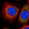 EXOSC9 antibody, HPA041838, Atlas Antibodies, Immunofluorescence image 