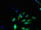 Protein NKG7 antibody, orb355831, Biorbyt, Immunocytochemistry image 