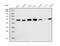 Eukaryotic Translation Termination Factor 1 antibody, M04157, Boster Biological Technology, Western Blot image 