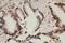 Cullin 1 antibody, LS-C312714, Lifespan Biosciences, Immunohistochemistry paraffin image 