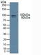 Toll Like Receptor 3 antibody, LS-C701765, Lifespan Biosciences, Western Blot image 
