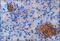 Somatostatin Receptor 2 antibody, NB300-157, Novus Biologicals, Immunohistochemistry frozen image 