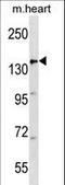 APC Regulator Of WNT Signaling Pathway antibody, LS-C159086, Lifespan Biosciences, Western Blot image 