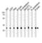 Phosphatidylinositol Transfer Protein Alpha antibody, PA5-49316, Invitrogen Antibodies, Western Blot image 