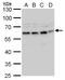 HSP13 antibody, PA5-78182, Invitrogen Antibodies, Western Blot image 