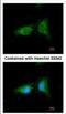 Coatomer Protein Complex Subunit Beta 1 antibody, NBP2-15578, Novus Biologicals, Immunocytochemistry image 
