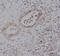 Potassium voltage-gated channel subfamily KQT member 1 antibody, A00310-1, Boster Biological Technology, Immunohistochemistry paraffin image 