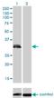 Phospholipid scramblase 3 antibody, H00057048-M09, Novus Biologicals, Western Blot image 