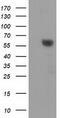 Dystrobrevin Alpha antibody, TA502184S, Origene, Western Blot image 