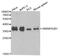 Heterogeneous nuclear ribonucleoproteins A2/B1 antibody, MBS126911, MyBioSource, Western Blot image 