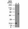 SRY-Box 10 antibody, V2867SAF-100UG, NSJ Bioreagents, Flow Cytometry image 