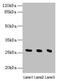 N-Ribosyldihydronicotinamide:Quinone Reductase 2 antibody, LS-C371511, Lifespan Biosciences, Western Blot image 