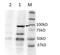 Bromodomain Containing 2 antibody, PA5-15297, Invitrogen Antibodies, Western Blot image 