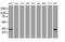 DHEA-ST antibody, MA5-25228, Invitrogen Antibodies, Western Blot image 