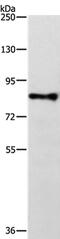 TRAF3 Interacting Protein 1 antibody, PA5-50277, Invitrogen Antibodies, Western Blot image 