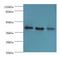 G Protein-Coupled Receptor Class C Group 5 Member A antibody, LS-C378223, Lifespan Biosciences, Western Blot image 