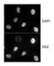 Stromal Antigen 2 antibody, NB100-300, Novus Biologicals, Immunofluorescence image 