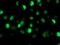 SAM And HD Domain Containing Deoxynucleoside Triphosphate Triphosphohydrolase 1 antibody, MA5-25354, Invitrogen Antibodies, Immunocytochemistry image 
