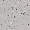 MRF-2 antibody, HPA015037, Atlas Antibodies, Immunohistochemistry paraffin image 