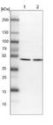 Cysteine protease ATG4A antibody, NBP1-89044, Novus Biologicals, Western Blot image 