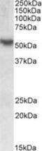 TOR antibody, MBS422561, MyBioSource, Western Blot image 