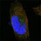 Sortilin-related receptor antibody, abx011546, Abbexa, Enzyme Linked Immunosorbent Assay image 