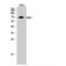 G Protein Nucleolar 1 (Putative) antibody, LS-C383721, Lifespan Biosciences, Western Blot image 