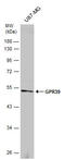 G Protein-Coupled Receptor 39 antibody, GTX131599, GeneTex, Western Blot image 