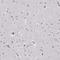 Cystatin F antibody, HPA040442, Atlas Antibodies, Immunohistochemistry frozen image 