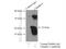 Claudin 4 antibody, 16195-1-AP, Proteintech Group, Immunoprecipitation image 