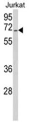 RNA Binding Motif Protein 14 antibody, AP18178PU-N, Origene, Western Blot image 