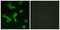 Leucine Rich Repeat Containing G Protein-Coupled Receptor 6 antibody, LS-C120734, Lifespan Biosciences, Immunofluorescence image 