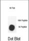H3 Histone Family Member 3B antibody, abx025752, Abbexa, Dot Blot image 