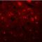Transmembrane Protein 59 Like antibody, LS-B9549, Lifespan Biosciences, Immunofluorescence image 
