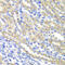 SURF1 Cytochrome C Oxidase Assembly Factor antibody, 14-481, ProSci, Immunohistochemistry paraffin image 