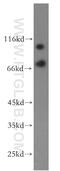 Phosphatidylinositol 3-Kinase Catalytic Subunit Type 3 antibody, 13723-1-AP, Proteintech Group, Western Blot image 