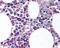 CD11b antibody, NB110-40766, Novus Biologicals, Immunohistochemistry paraffin image 