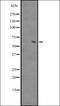 Zinc Finger Protein 713 antibody, orb335246, Biorbyt, Western Blot image 