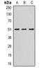 Serpin Family A Member 10 antibody, orb382029, Biorbyt, Western Blot image 