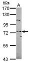 Protection Of Telomeres 1 antibody, PA5-31544, Invitrogen Antibodies, Western Blot image 