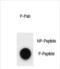 Autophagy Related 13 antibody, PA5-72383, Invitrogen Antibodies, Dot Blot image 