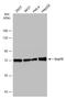 Heat Shock Protein Family A (Hsp70) Member 9 antibody, GTX104407, GeneTex, Western Blot image 