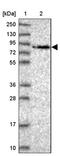 WD Repeat Domain 70 antibody, PA5-61670, Invitrogen Antibodies, Western Blot image 