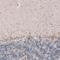 Ubiquitin Specific Peptidase 30 antibody, NBP2-59049, Novus Biologicals, Immunohistochemistry frozen image 