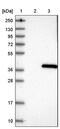 Hyaluronan Synthase 3 antibody, PA5-56780, Invitrogen Antibodies, Western Blot image 