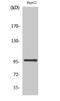 Mitogen-Activated Protein Kinase Kinase Kinase Kinase 1 antibody, STJ93590, St John