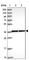 Zinc Finger Protein 707 antibody, HPA044991, Atlas Antibodies, Western Blot image 