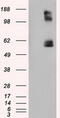 Lipase G, Endothelial Type antibody, TA501059, Origene, Western Blot image 