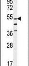 Integrator Complex Subunit 14 antibody, PA5-24484, Invitrogen Antibodies, Western Blot image 