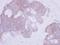 Phosphotriesterase Related antibody, NBP1-32016, Novus Biologicals, Immunohistochemistry frozen image 